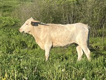 Rare Silver Heifer 