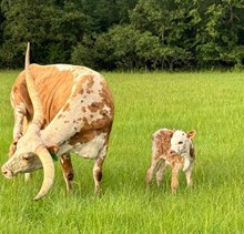 Bull calf 2024 High Stakes x OL Pearldini